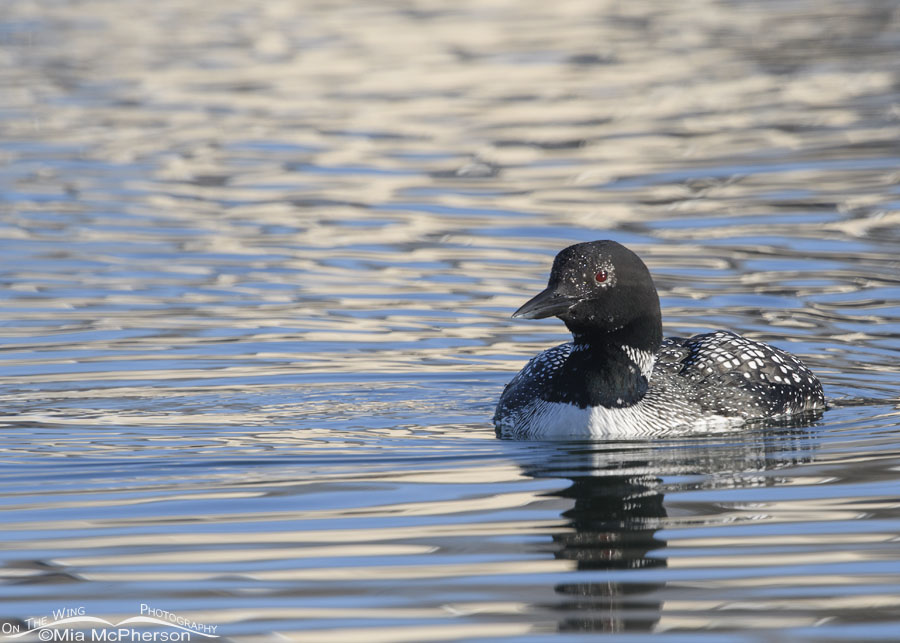 Common Loon Images