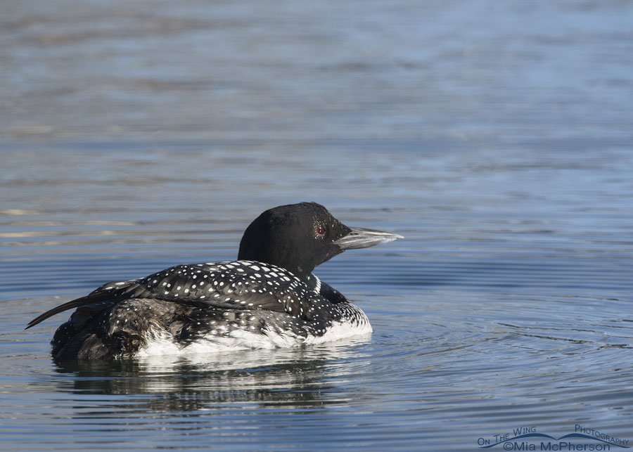 Common Loon looking at something in the distance, Salt Lake County, Utah