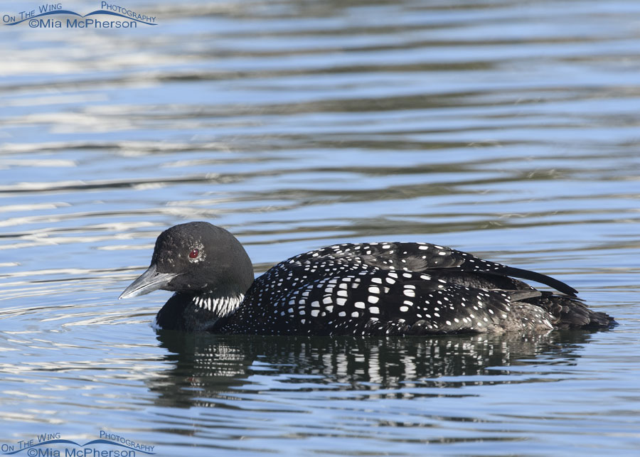 Adult Common Loon swimming near the shore of a pond, Salt Lake County, Utah