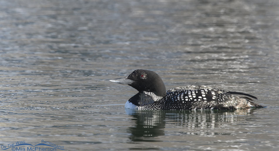 Spring Common Loon with an eye on the sky, Salt Lake County, Utah