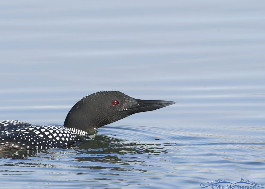 Common Loon with water droplets on its head, Salt Lake County, Utah