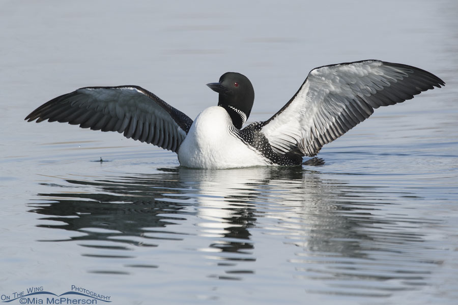 Adult Common Loon flapping its wings, Salt Lake County, Utah