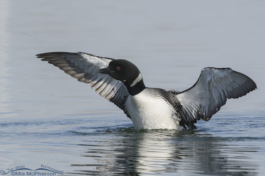 Common Loon at the end of flapping its wings, Salt Lake County, Utah