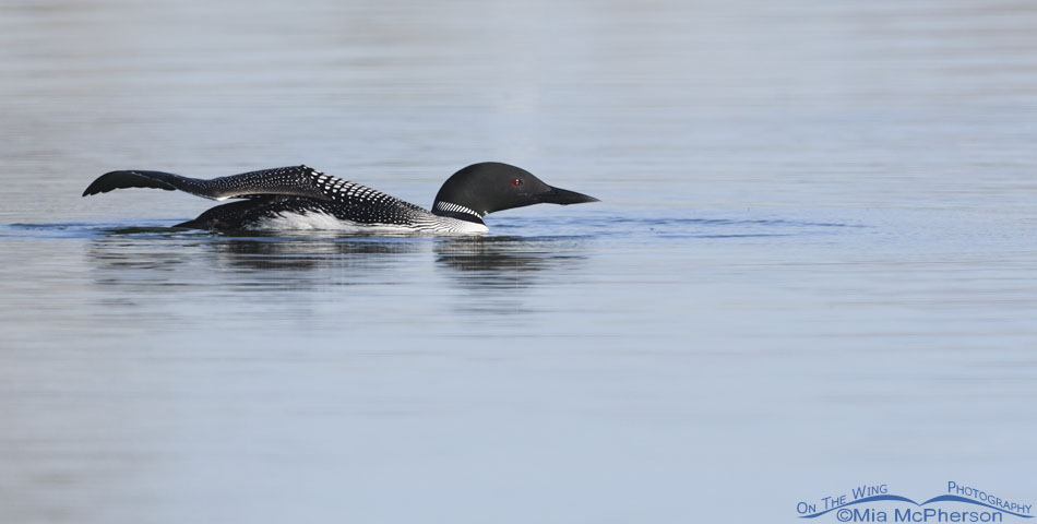 Common Loon stretching its right wing, Salt Lake County, Utah