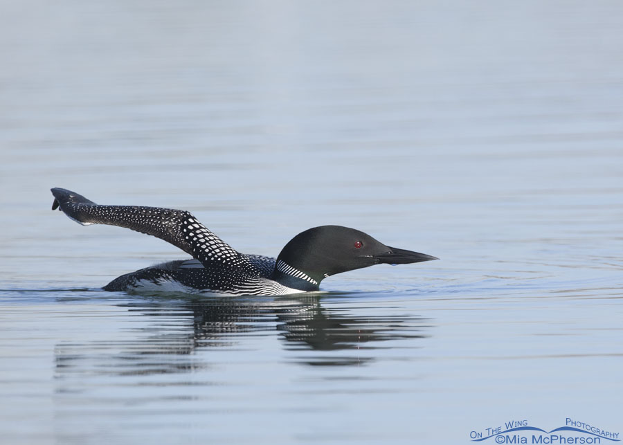 Common Loon with right wing lifted, Salt Lake County, Utah