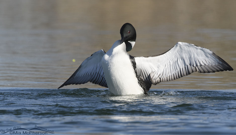 Common Loon after scaring a cormorant, Salt Lake County, Utah