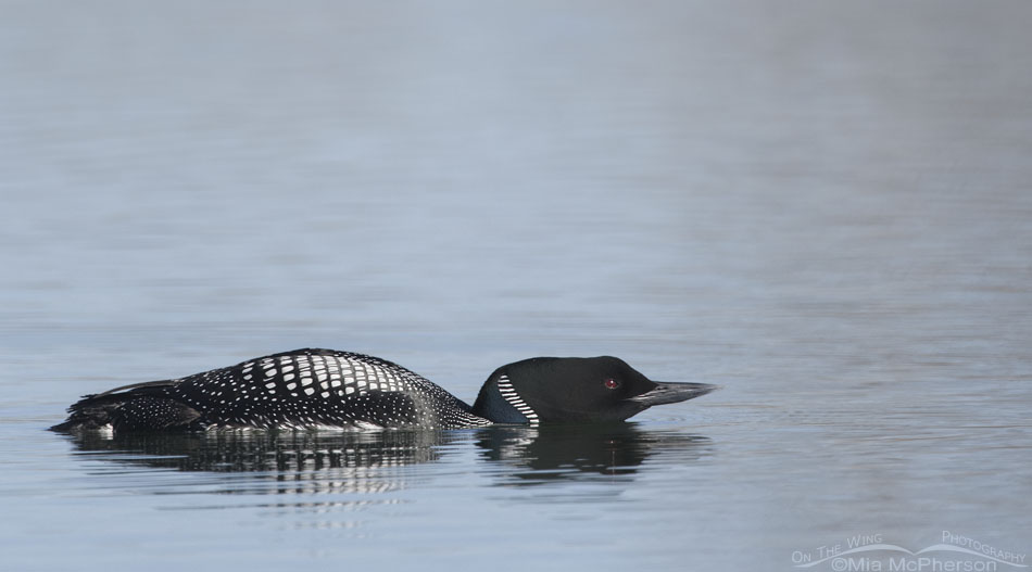Common Loon swimming low to the water, Salt Lake County, Utah