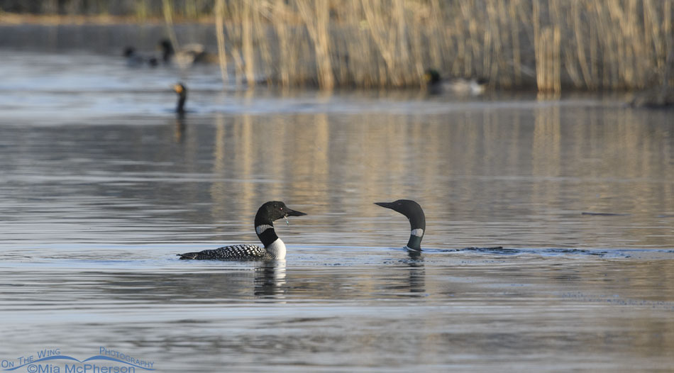 Two Common Loons on spring migration, Salt Lake County, Utah