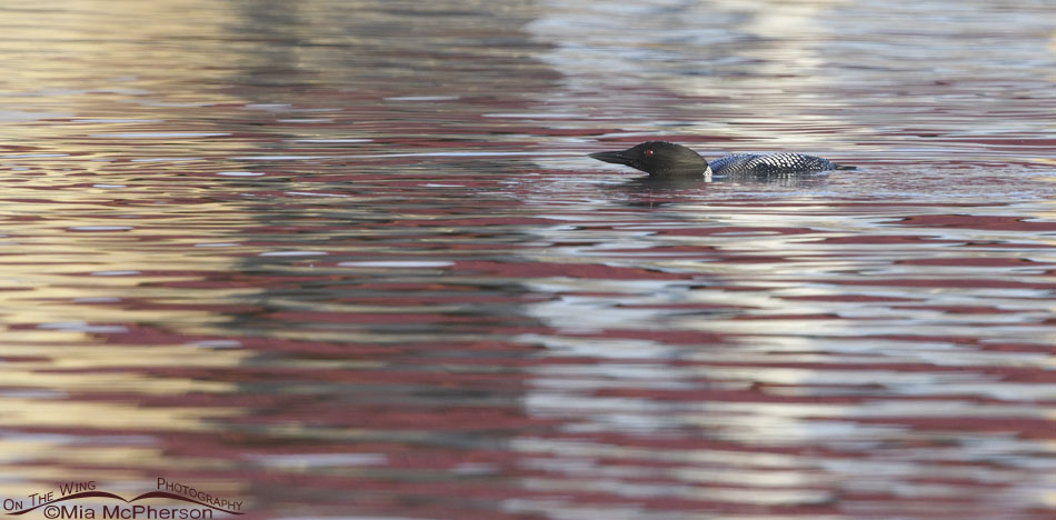 Adult Common Loon floating low on the water, Salt Lake County, Utah