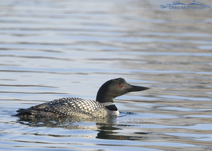 Adult Common Loon with water droplets on its head, Salt Lake County, Utah