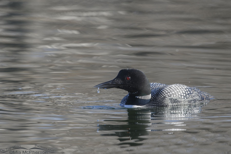 Common Loon with water dripping from its bill, Salt Lake County, Utah