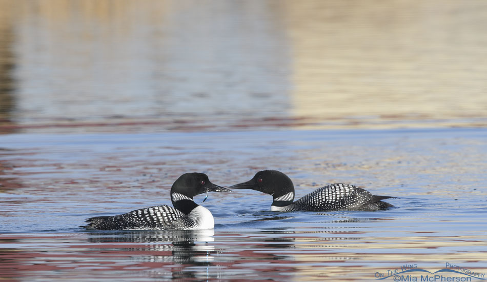 Two adult Common Loons passing near each other, Salt Lake County, Utah