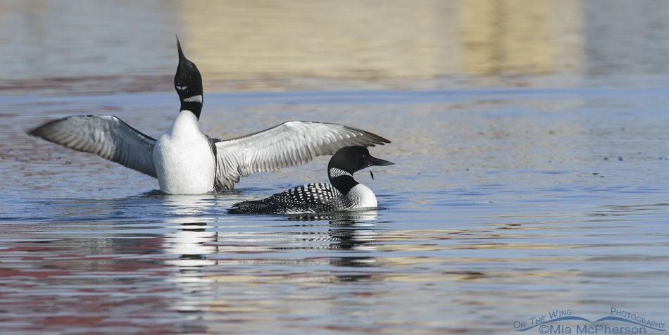 Two adult Commons Loons during spring migration, Salt Lake County, Utah