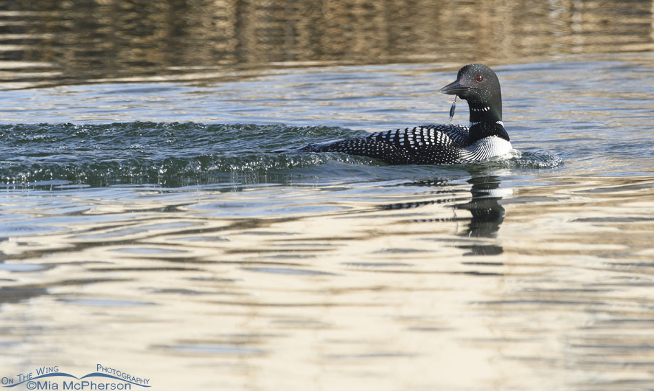Common Loon with a fishing lure stuck in its bill, Salt Lake County, Utah