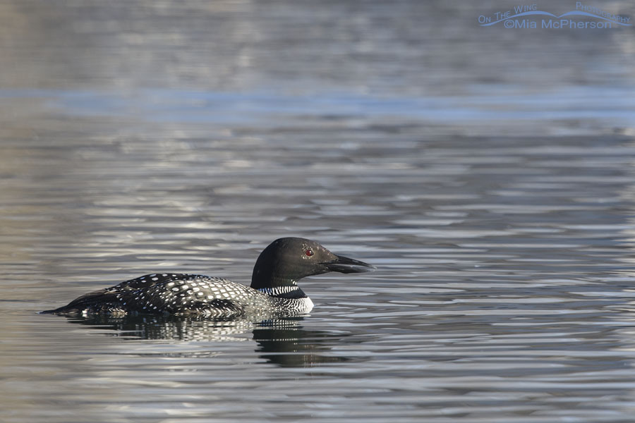 Common Loon with bill partially open, Salt Lake County, Utah
