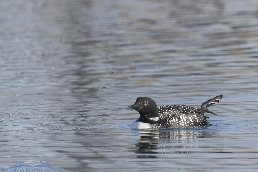 Common Loon flapping its right foot, Salt Lake County, Utah