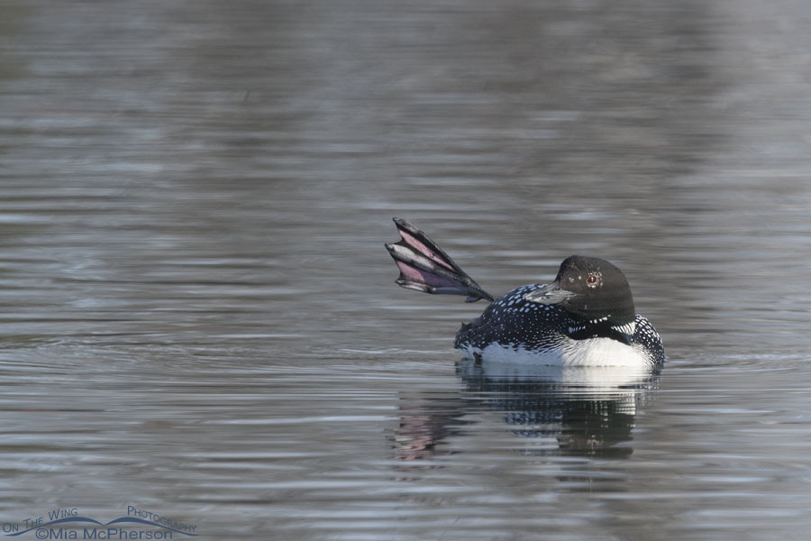 Spring Common Loon showing its large foot, Salt Lake County, Utah