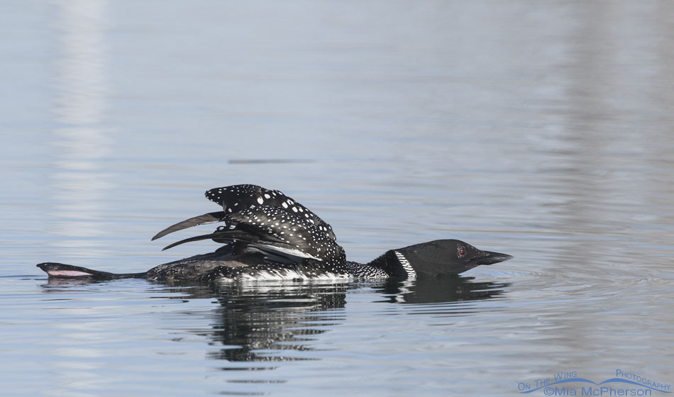 Adult Common Loon wing and foot stretch, Salt Lake County, Utah