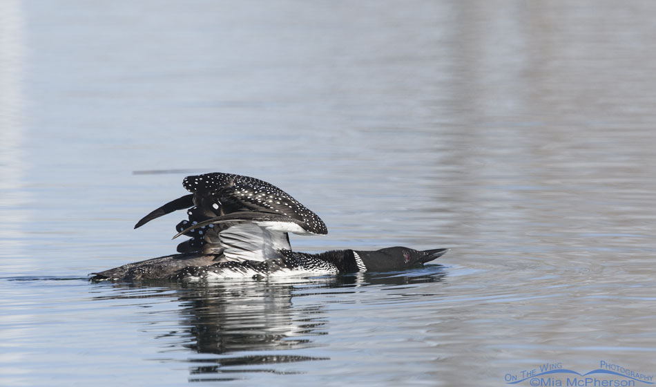 Common Loon stretching its wings and neck, Salt Lake County, Utah