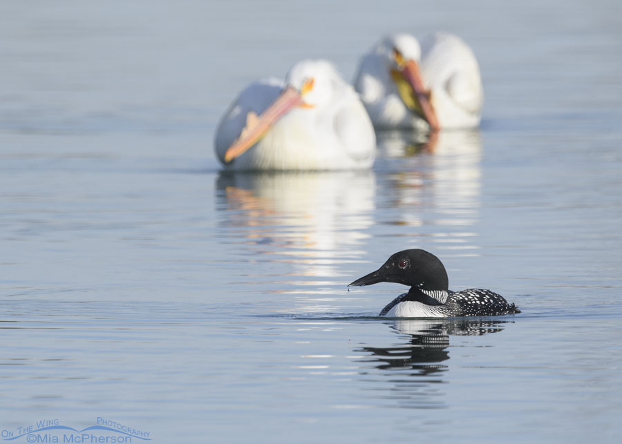 Common Loon with American White Pelicans in the background, Salt Lake County, Utah