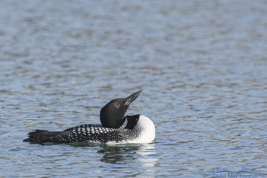 Common Loon with bill pointed towards the sky, Salt Lake County, Utah