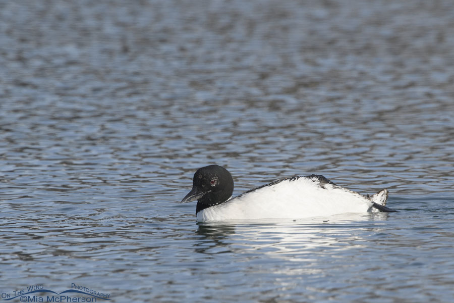 Spring Common Loon showing off its belly, Salt Lake County, Utah