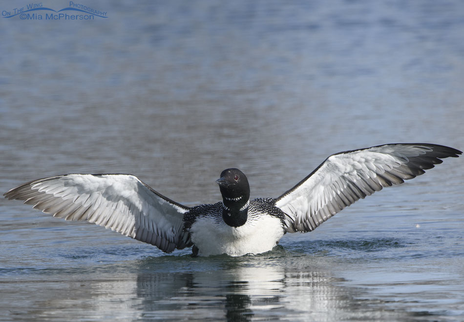 Spring Common Loon with its wings wide open, Salt Lake County, Utah