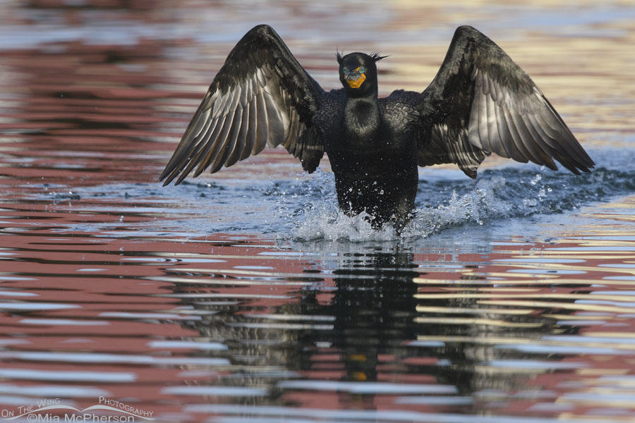 Double-crested Cormorant landing in funky reflections, Salt Lake County, Utah