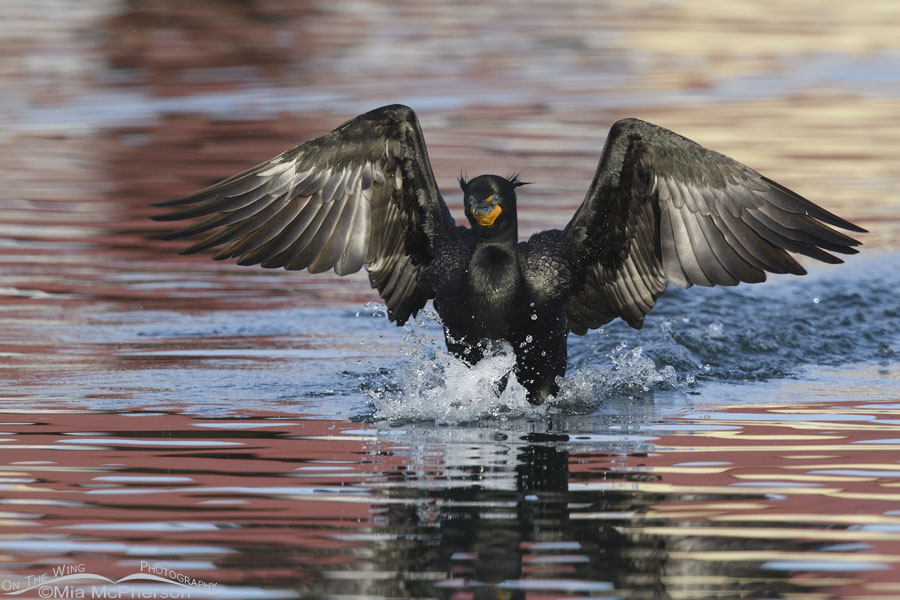 Double-crested Cormorant sliding in for a landing, Salt Lake County, Utah