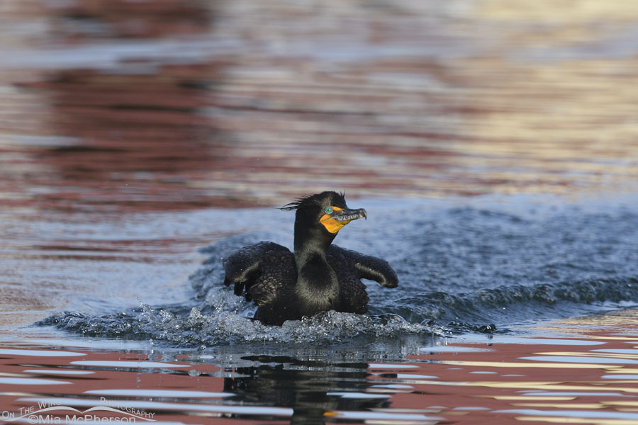 Double-crested Cormorant after landing on funky reflections, Salt Lake County, Utah