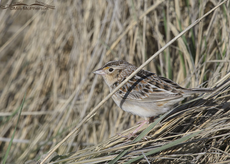 Grasshopper Sparrow in the marsh at Bear River MBR, Box Elder County, Utah