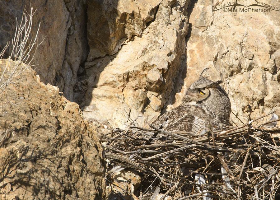 Female Great Horned Owl on a desert cliff face nest, Box Elder County, Utah