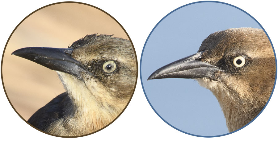 Female Great-tailed Grackle Iris Variation, Salt Lake County, Utah