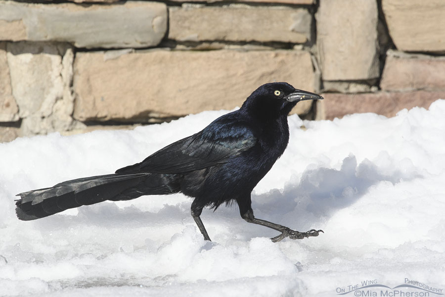 Male Great-tailed Grackle trudging through a spring snow, Salt Lake County, Utah