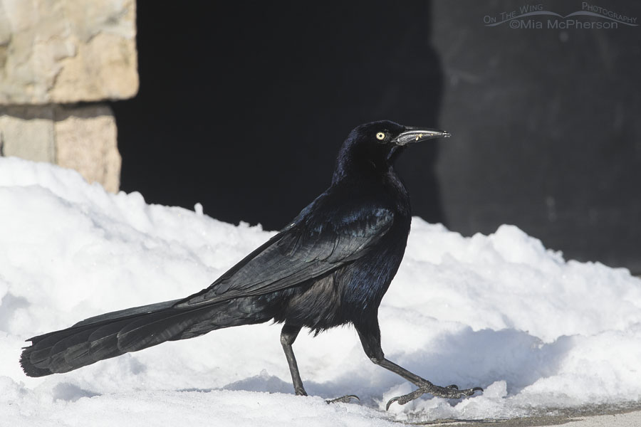 Great-tailed Grackle male after a spring snowstorm, Salt Lake County, Utah