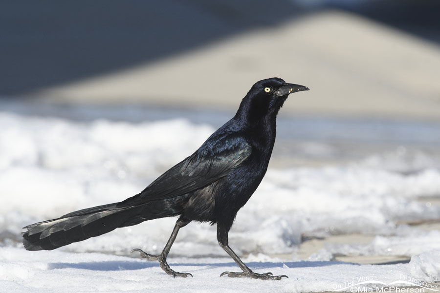 Male Great-tailed Grackle and snow, Salt Lake County, Utah