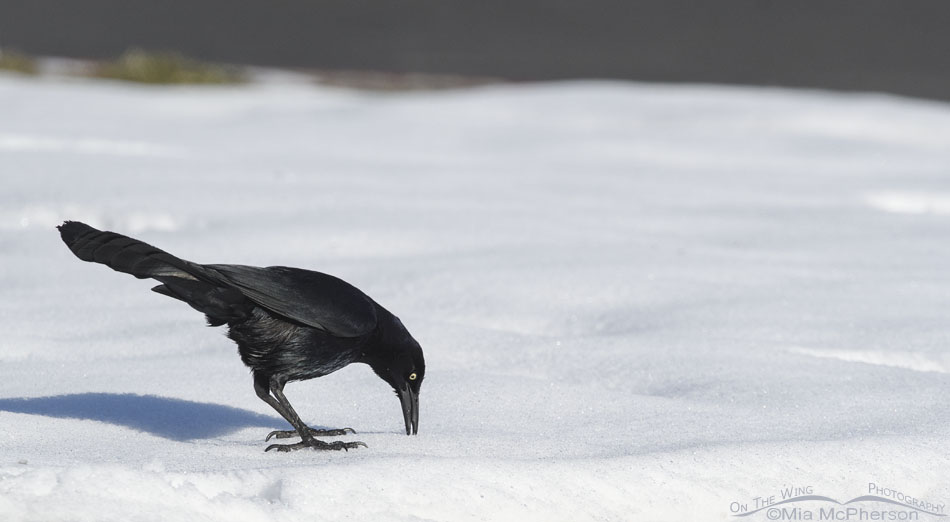 Great-tailed Grackle male poking his bill into the snow, Salt Lake County, Utah