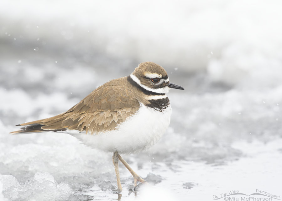 Killdeer standing in a puddle during a snowstorm, Salt Lake County, Utah