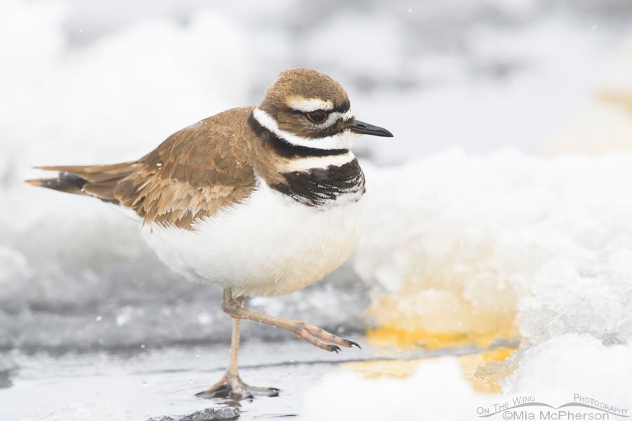 Killdeer in a snowstorm walking over a parking lot stripe, Salt Lake County, Utah