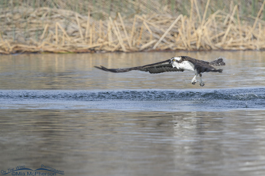 Osprey taking off from an urban pond, Salt Lake County, Utah