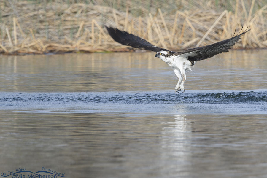 Spring Osprey lifting off from a pond, Salt Lake County, Utah