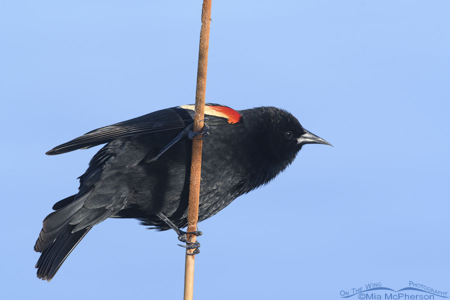 Red-winged Blackbird on the edge of a pond, Salt Lake County, Utah