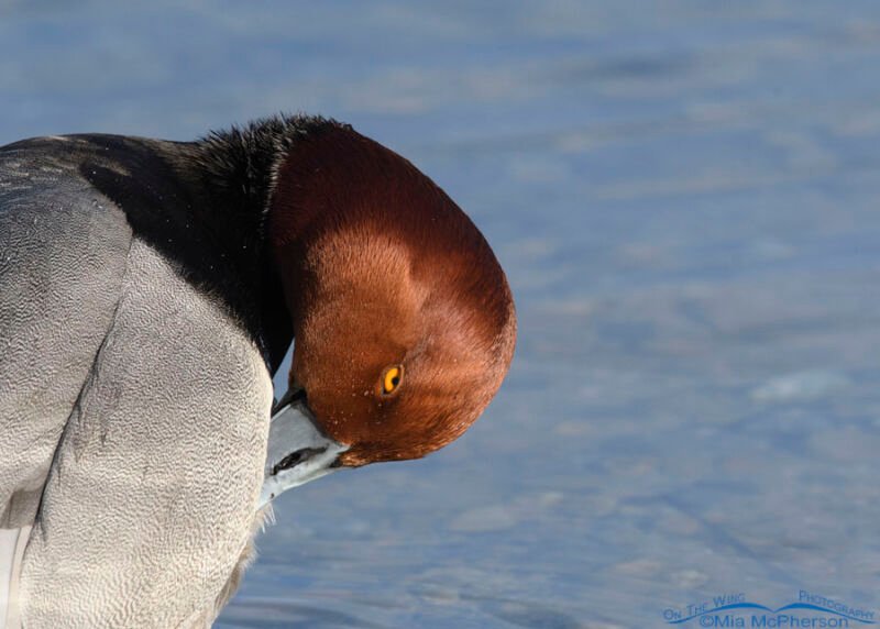 Redhead Drake Redhead drake stinkeye – Mia McPherson's On The Wing Photography