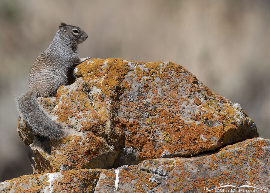 Adult Rock Squirrel on a lichen encrusted boulder, Wasatch Mountains, Summit County, Utah