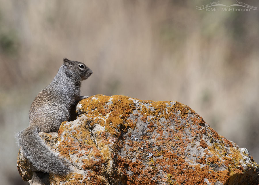 Rock Squirrel on a lichen covered boulder in the Wasatch Mountains, Summit County, Utah
