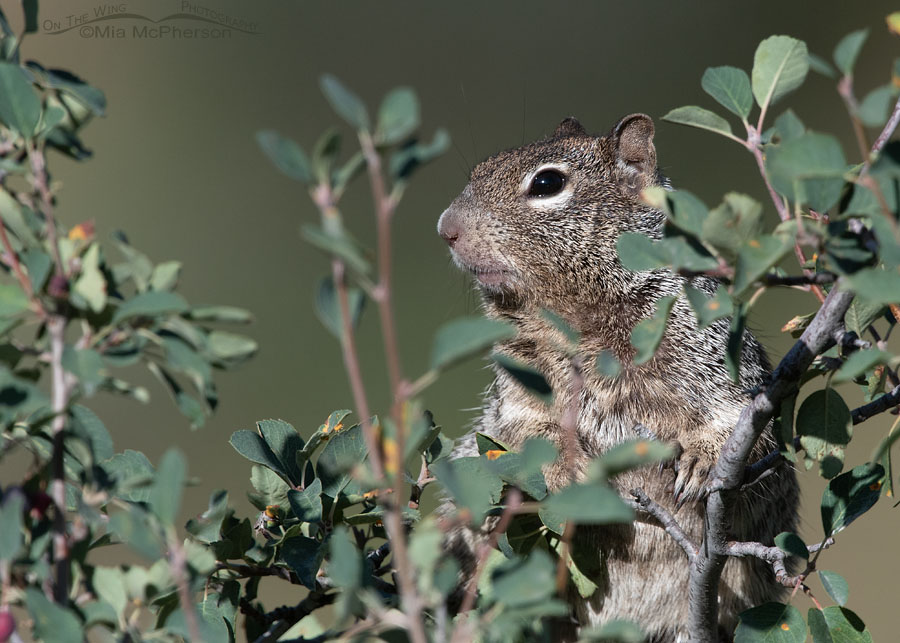 Peek-a-boo Rock Squirrel close up, Wasatch Mountains, Summit County, Utah