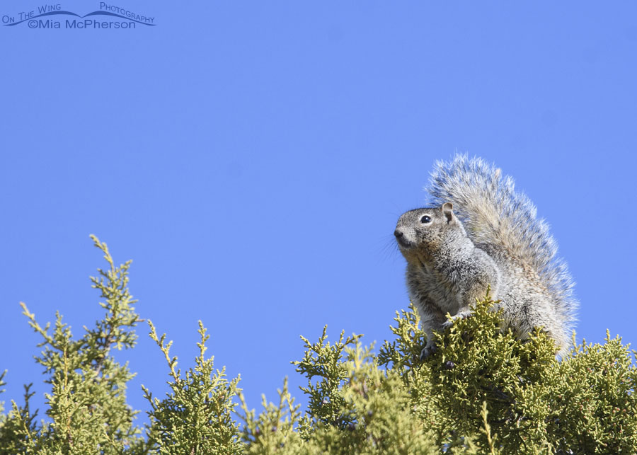 Rock Squirrel on a juniper on the West Desert, Tooele County, Utah