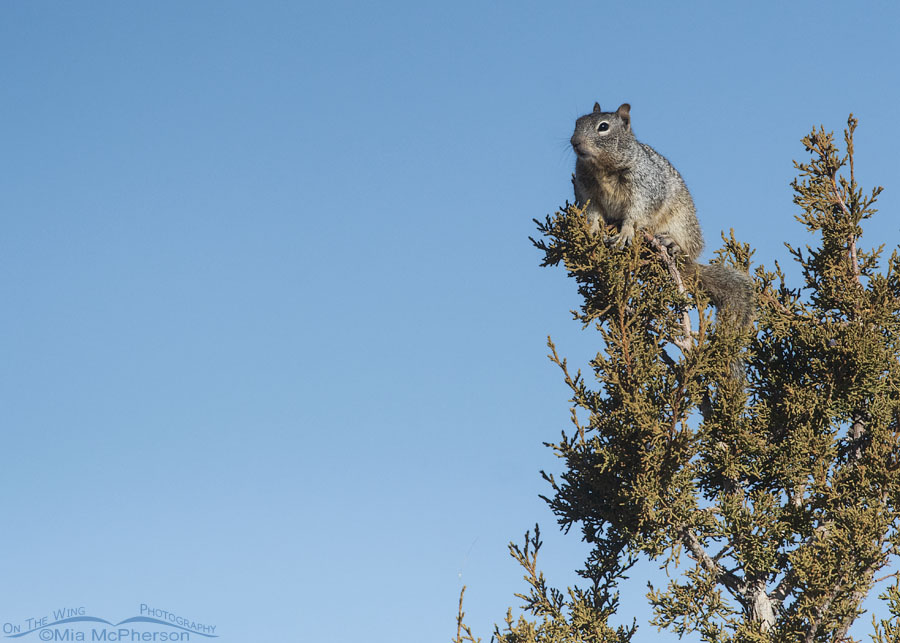 Rock Squirrel at the top of a Juniper tree, Stansbury Mountains, West Desert, Tooele County, Utah