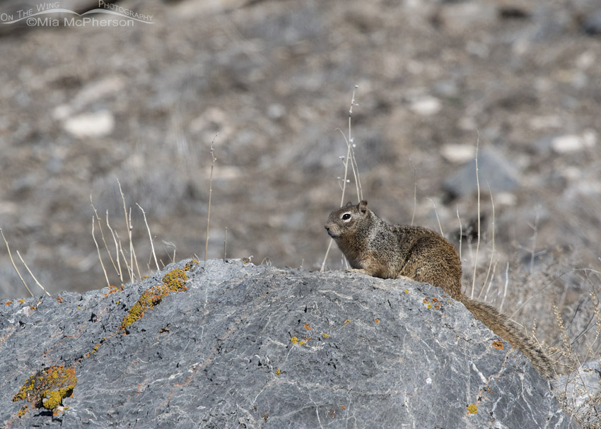 Rock Squirrel sunning on a rock, Mercur Canyon, Tooele County, Utah