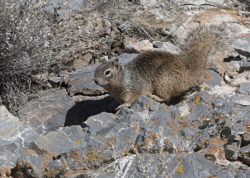 Rock Squirrel on a rocky slope, Mercur Canyon, Tooele County, Utah